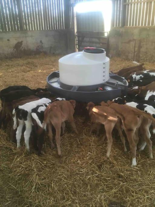 Gite A La Ferme, Au Coeur Du Mene Laurenan ภายนอก รูปภาพ